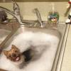 A pia também pode ser um bom lugar pra tomar banho