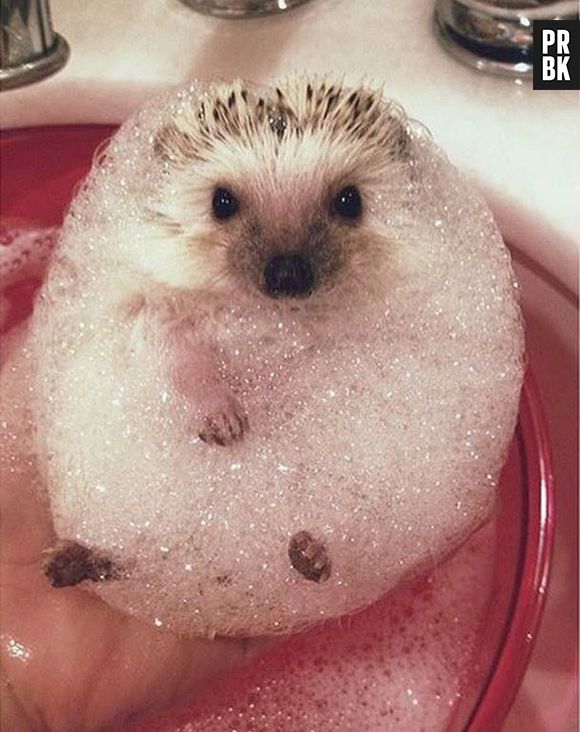 Um bichinho ou uma bolinha de espuma?