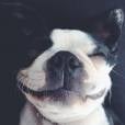 No Instagram, Junior Lima posta foto de sua cadelinha sorrindo e brinca: " É com essa cara que eu tô desde que fiquei sabendo que vou ser tio" 
