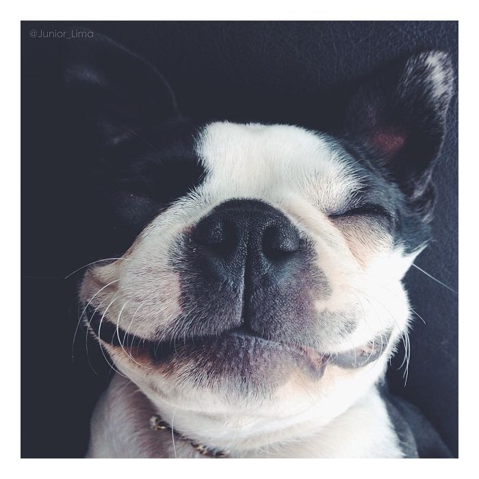 No Instagram, Junior Lima posta foto de sua cadelinha sorrindo e brinca: &quot; É com essa cara que eu tô desde que fiquei sabendo que vou ser tio&quot; 