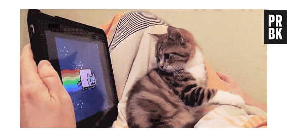 Confira as 15 tatuagens de gatinhos mais legais pra você se inspirar no seu bicho de estimação!