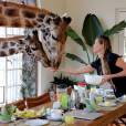 No Giraffe Menor, no Quênia, as girafas andam pelo área do hotel e ainda aparecem de surpresa nos cômodos