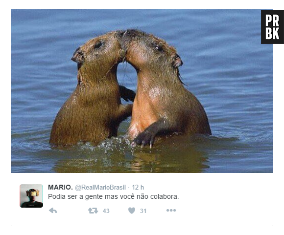 E essas capivaras in love? Podia ser a gente, mas você não colabora