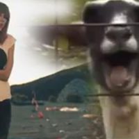 Viral: Cabras fazem participação em músicas de Taylor Swift e Justin Bieber