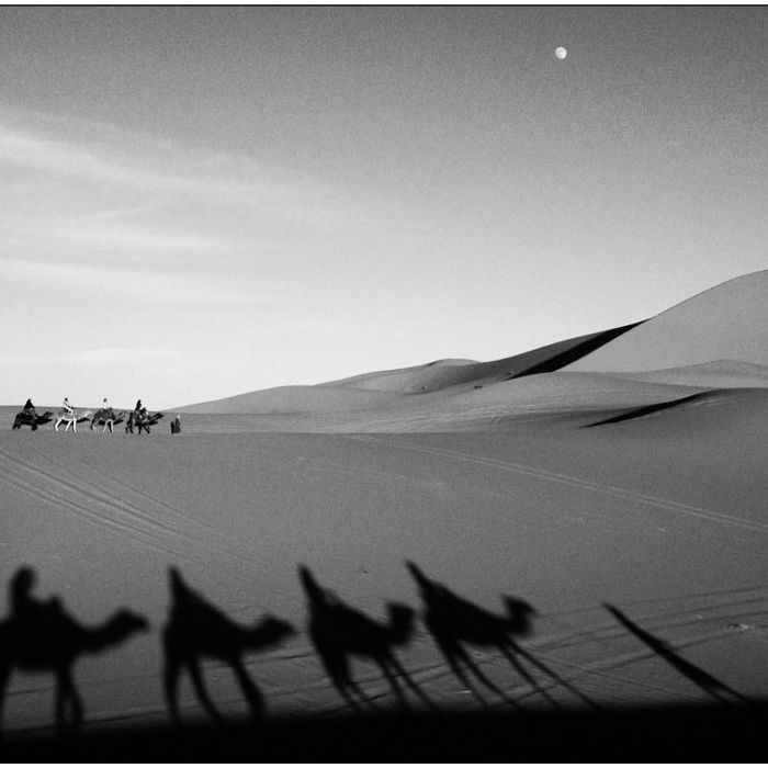 As sombras de camelos no deserto vistas pelas lentes de um smartphone.