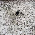 O cachorrinho malhado ficou camuflado na neve coberta de folhas