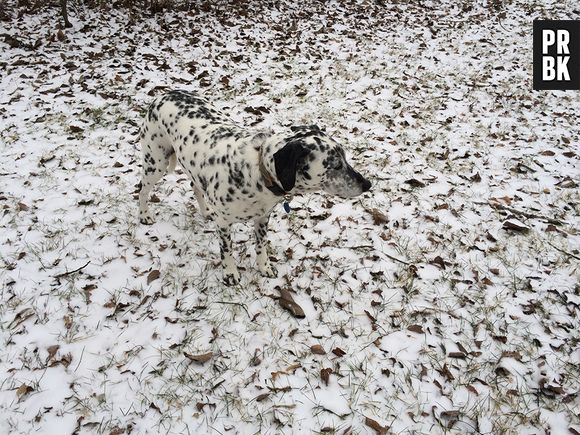 O cachorrinho malhado ficou camuflado na neve coberta de folhas