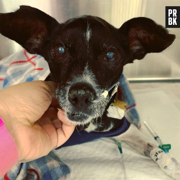 Maíra Medeiros se despede de seu cachorro e incentiva a adoção de animais em vídeo