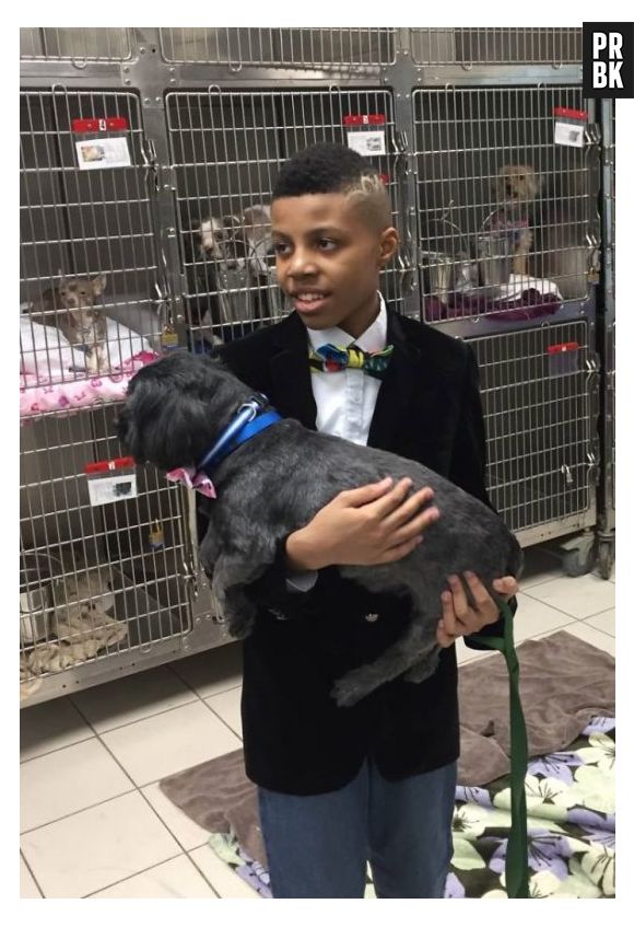 Menino faz gravatinhas para cachorros e gatos de abrigos e viraliza