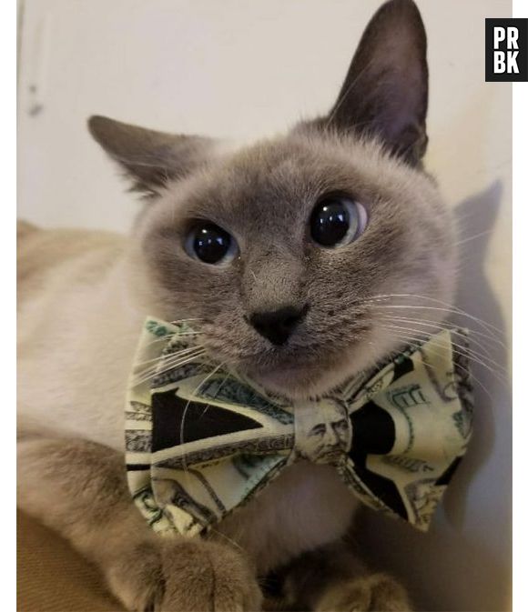 As gravatinhas do Darius Brown são lindas demais!