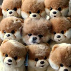 16 animais que são verdadeiros mestres da camuflagem