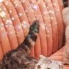 Taylor Swift é uma "cat lady", mãe de três gatos com muito orgulho