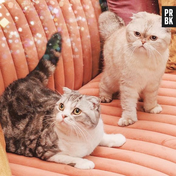 Taylor Swift é uma "cat lady", mãe de três gatos com muito orgulho