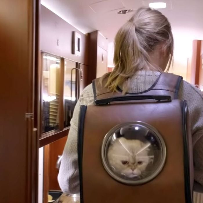  A mochila de Taylor Swift para carregar seus gatos fez sucesso em &quot;Miss Americana&quot;, documentário da cantora para a Netflix 
