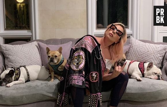 Lady Gaga tem três bulldogs