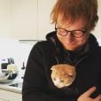Ed Sheeran é fã de gatos