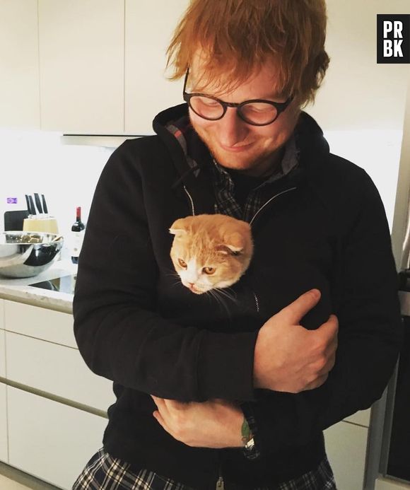 Ed Sheeran é fã de gatos