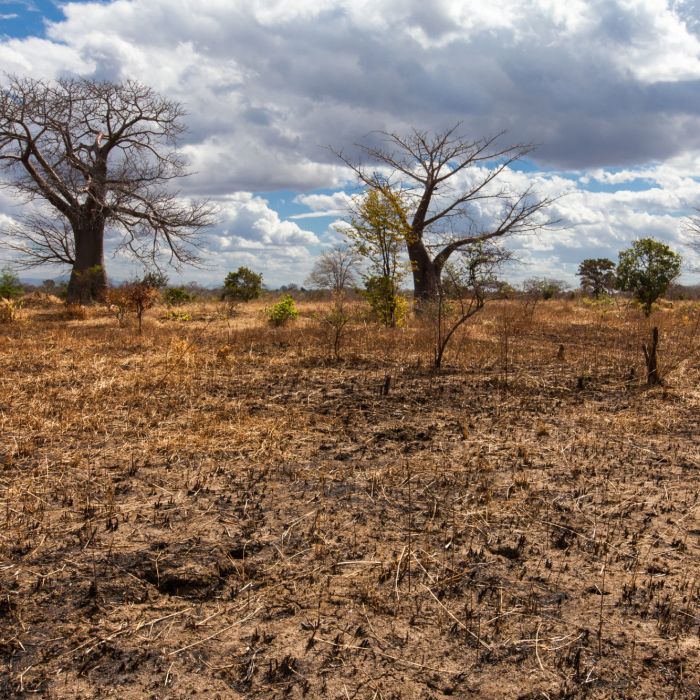 Por outro lado, certos países podem sofrer com a seca por causa do El Niño