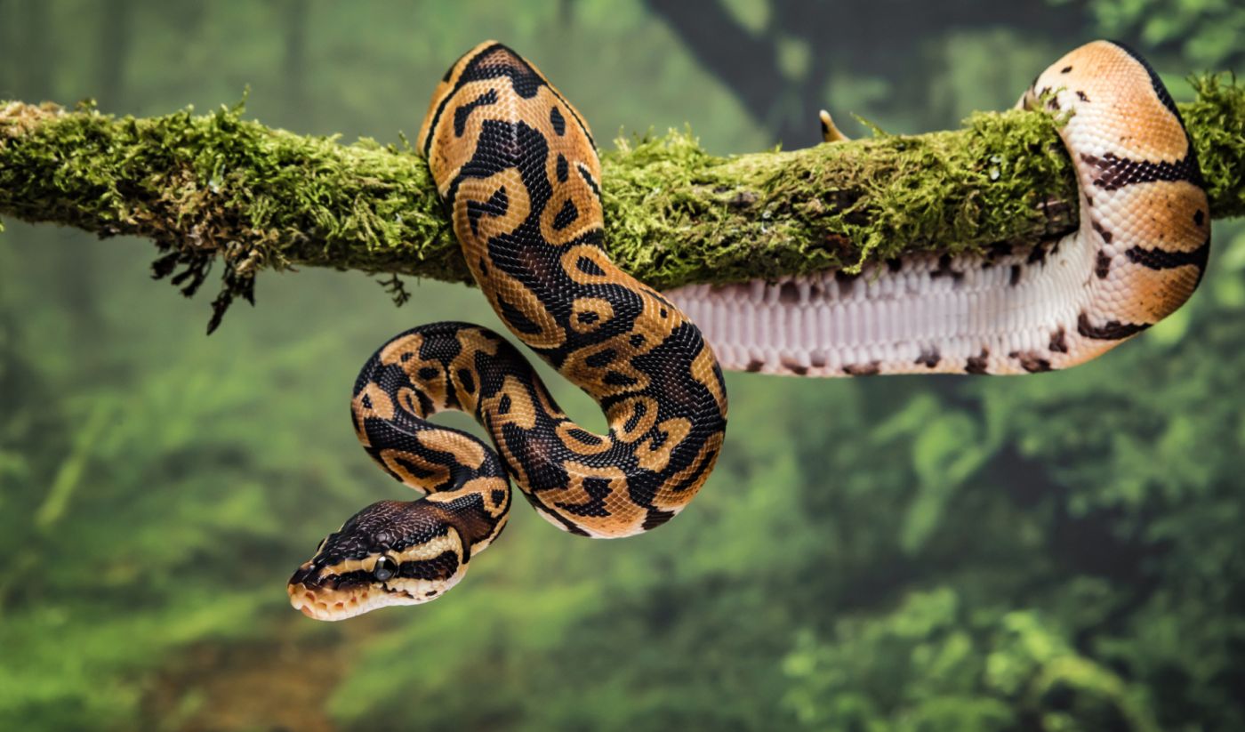 O que significa Sonhar com Cobra picando ou mordendo?