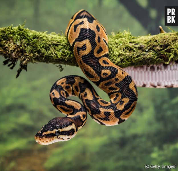 O que Significa Sonhar com Cobra Azul? - SONHAR