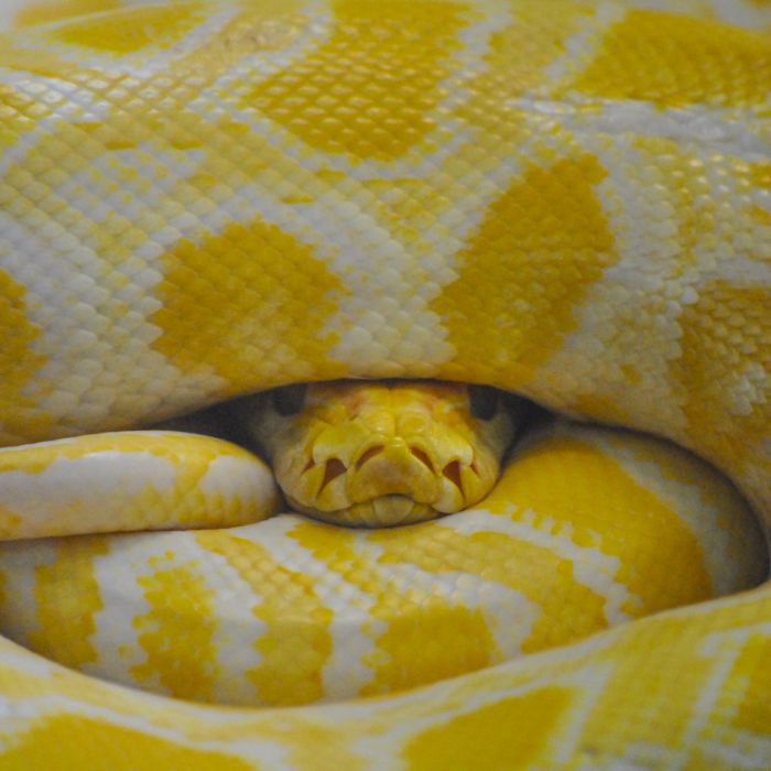 Cobra amarela:  de acordo com o positivo, é sinal de felicidade, luxo, sabedoria e superação de obstáculos. Já segundo o negativo, indica falsidade e que é necessário estar alerta às atitudes de pessoas próximas 