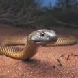 O que significa sonhar com cobra: entenda todos os sinais