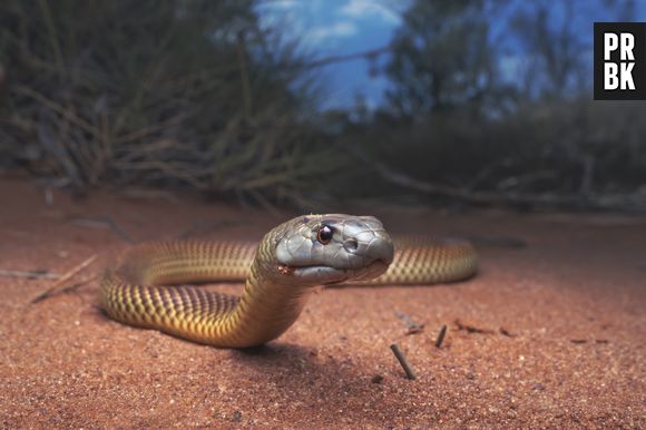 Quando você sonha com uma cobra enrolada no pescoço, é sinal de que sua vida sexual merece ser melhor explorada