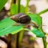 Um simples caracol gigante africano foi suficiente para desencadear uma quarentena prolongada na Flórida