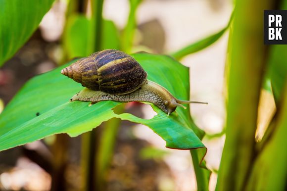 Um simples caracol gigante africano foi suficiente para desencadear uma quarentena prolongada na Flórida