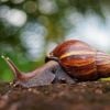 A Flórida entrou em alerta de quarentena por meses por causa de apenas um caracol gigante africano