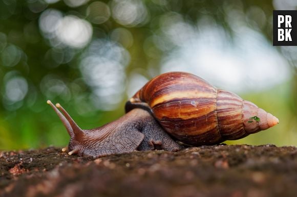 A Flórida entrou em alerta de quarentena por meses por causa de apenas um caracol gigante africano