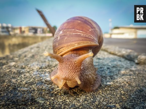 A descoberta de um caracol gigante africano levou a Flórida a uma quarentena de vários meses