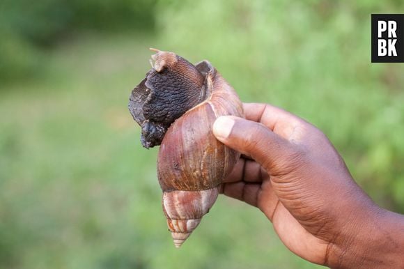 Na Flórida, a presença de um caracol gigante africano resultou em uma inesperada quarentena de meses