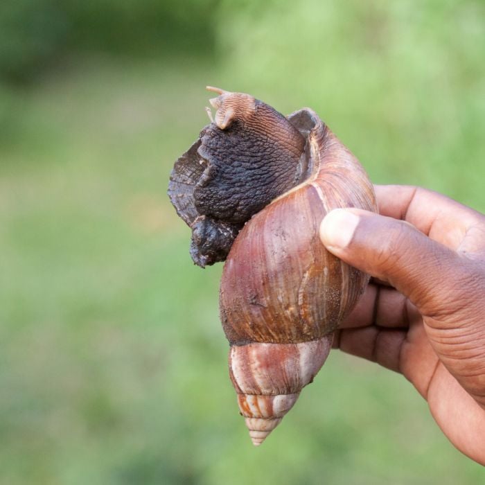  Na Flórida, a presença de um caracol gigante africano resultou em uma inesperada quarentena de meses 