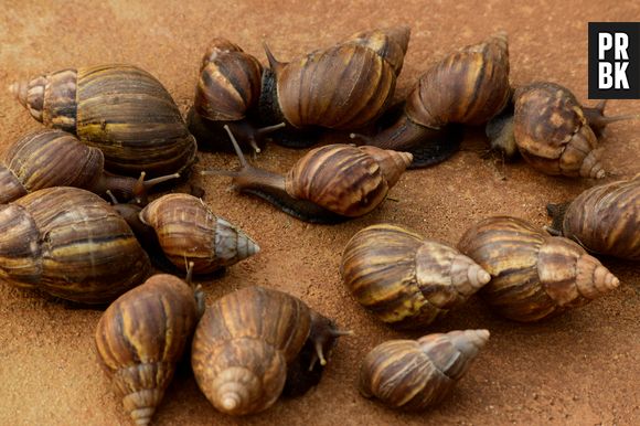 Um único exemplar de caracol gigante africano causou uma quarentena de meses na Flórida. E não é para menos