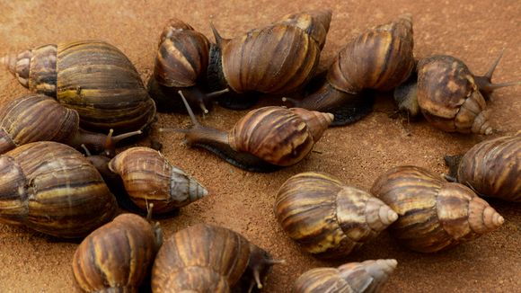 Um único exemplar de caracol gigante africano causou uma quarentena de meses na Flórida. E não é para menos