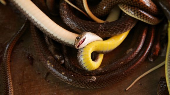 Conheça os 10 animais mais venenosos do reino animal! Cuidado!