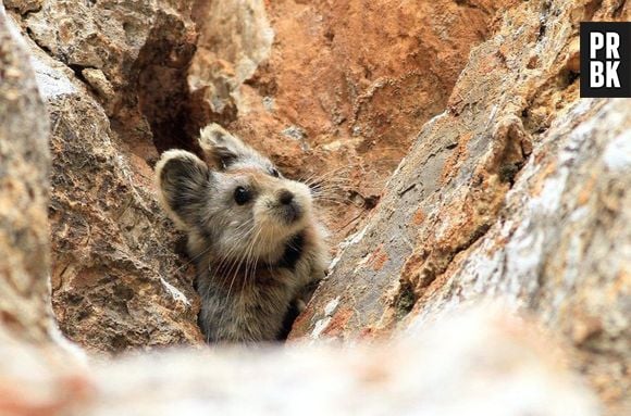 O sumido Ili Pika ou "coelho mágico" é um dos animais mais fofos do mundo!