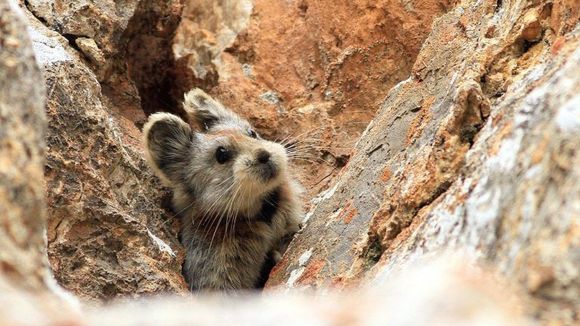Conhece o "Coelho Mágico"? Veja esse e outros animais que são os mais fofos do mundo!