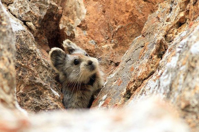 Conhece O Coelho Magico Veja Esse E Outros Animais Que Sao Os