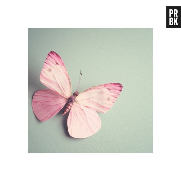 As borboletas possuem tantas cores e desenhos e também merecem um lugar na nossa galeria