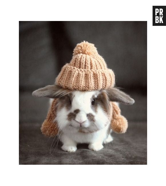 Símbolo de fertilidade, os coelhos consegue saltar seis metros e gerar de quatro a seis filhotes de uma só vez?