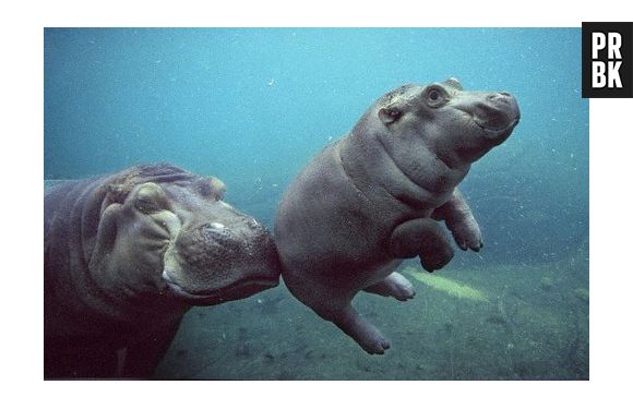 Os hipopótamos são grandes e muito brincalhões... além de fofos!