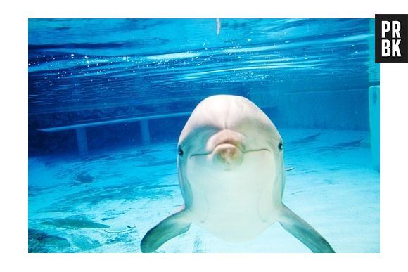 Golfinhos são muito inteligentes e conseguem mergulhar em grandes profundidades.