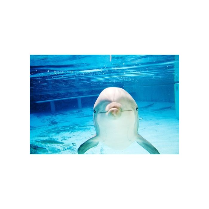  Golfinhos&amp;nbsp;s&amp;atilde;o muito inteligentes e conseguem mergulhar em grandes profundidades. 