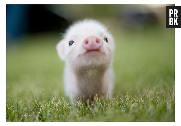 Apesar de gostarem de sujeira, quando limpinhos, os porquinhos são adoráveis