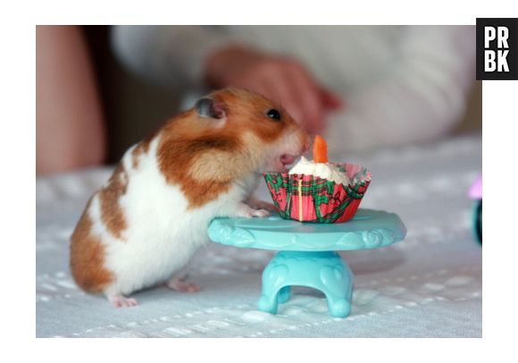 Os hamsters vivem em média um ou dois anos e podem ser criados em casa.