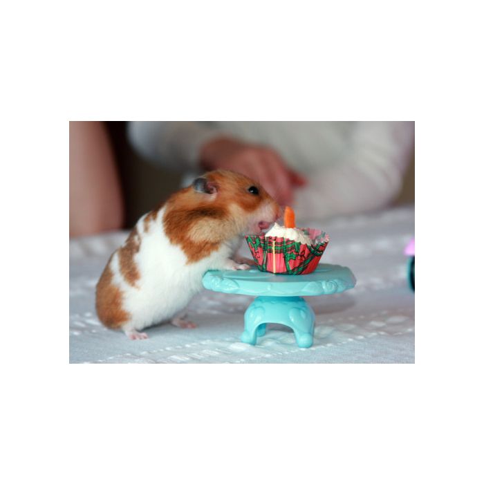  Os hamsters vivem em m&amp;eacute;dia um ou dois anos e podem ser criados em casa. 