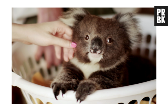Coala é um poquinho estranha, mas tem quem diga que é muito fofinha!