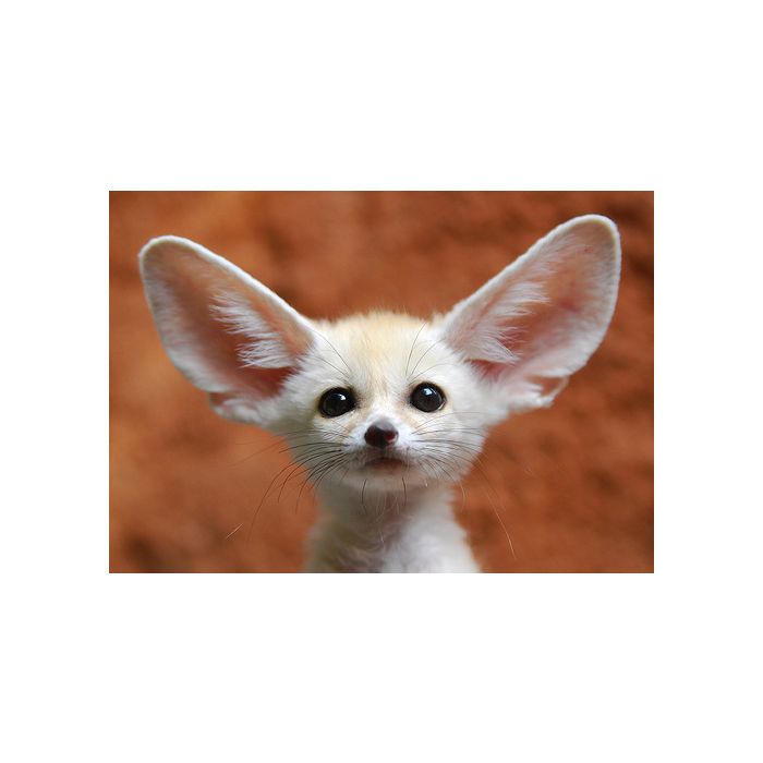  Lembrando muito uma pequena raposa, o Feneco j&amp;aacute; inspirou um pok&amp;eacute;mon chamado &quot;Fennekin&quot;. 